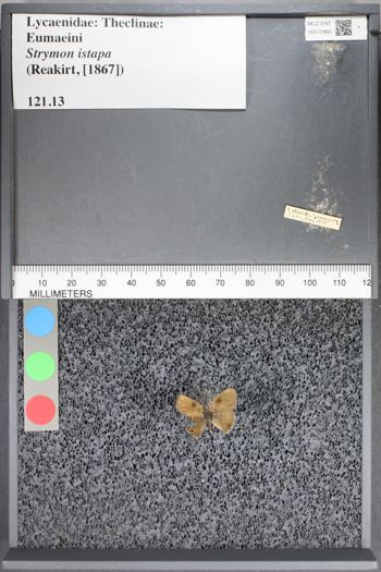 Media type: image;   Entomology 72985
